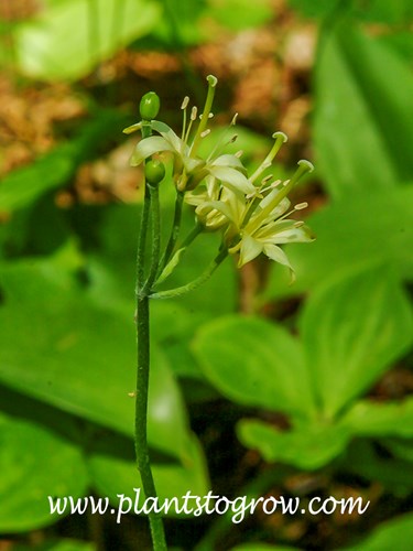 Blue Bead Lily (Clintonia borealis)
The yellow flowers are an inflorescence called an umbel. The flower stalk is called a scape.